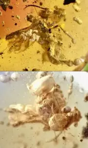 EXTINCT GIANT TRUE BEE WITH POLLEN BALLS Burmite Amber Fossil DINOSAUR AGE