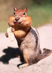 CHIPMUNK - 3D Lenticular Postcard Greeting Card - Wildlife