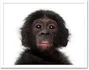 Photo Animal Bonobo Chimp Chimpanzee Baby Young Art Print Framed Poster Wall Decor 12X16 Inch