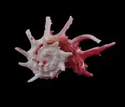 Sea shell - Angaria poppei 41mm