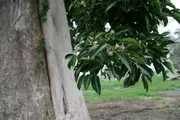 Buy Deciduous fig Trees in Australia ( Ficus superba)