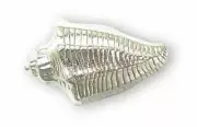 1-5/8" Conch Shell Knob Satin Nickel