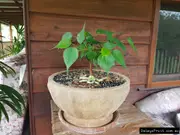 Buy Sacred Fig Trees - Ficus religiosa