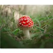 Close-Up Of Toadstool on Grass Print 100% Australian Made 150 x 100cm (Stretched)