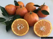 Dwarf Tangelo - Seminole, Citrus reticulata x C. paradisi