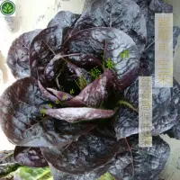 在飛比找蝦皮購物優惠-🌱紫色羅馬生菜紫孔雀菜種子直立生菜種籽四季種植高鈣營養蔬菜種