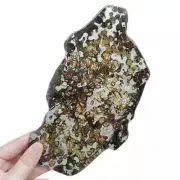 183g Brenham pallasite Meteorite slice - from usa QA98
