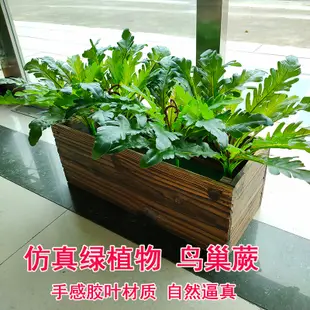 仿真植物室內外裝飾盆栽擺件鳥巢蕨大葉植物牆配材森系假花 (8.3折)