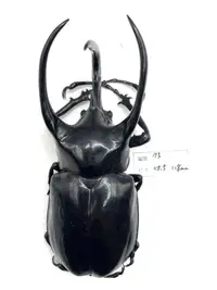 在飛比找露天拍賣優惠-Chalcosoma chiron janssensi.高卡