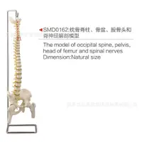 在飛比找蝦皮購物優惠-SMD0162枕骨脊柱、骨盆、股骨頭和脊神經解剖模型