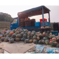 在飛比找蝦皮購物優惠-台南關廟正港陸軍山出產 自產自銷台農17號金鑽鳳梨 新叢老叢