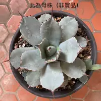 在飛比找蝦皮購物優惠-龍舌蘭 Agave 售側芽