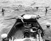 Two Men With Swordfish In Tocopilla 1935 Old Fishing Photo