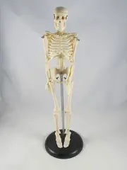 Anatomy Model | Miniature Skeleton | 42 cm / 17 " | IT-005 | ARTMED