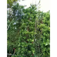 在飛比找蝦皮購物優惠-元茂園藝龍潭聖亭路園區 羅漢松 自然型 約四年樹齡盆栽，實品