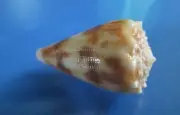 CONUS MOLUCCENSIS 41.3 mm F+++/GEM ,"beautiful pattern and shape ,WOW!