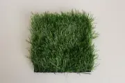 Synthetic Grass Artificial Turf Sample 150x150mm