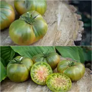 Tomato - Aunt Rubys Green seeds