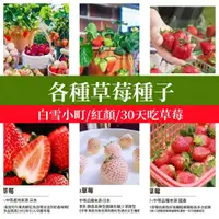 在飛比找蝦皮購物優惠-四季草莓大全🍓家庭陽台盆栽（30天吃草莓）日本雪兔草莓紅顏白