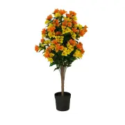 Flowering Yellow and Orange Bouganvillea Tree 90cm UV Resistant