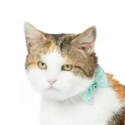 All Day Picnic Time Breakaway Cat Collar W/Bow Mint 20-30cm