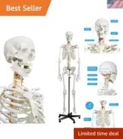 Human Skeleton Model for Anatomy- Life Size Medical Human Skeleton Model with...