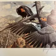 1983,Buzzard Stamp Print,Harry Adamson,Calif Condor,599/777,Mint Stamp.No Damage