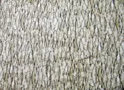 Moda FABRICS# 20006"OUTDOORSY" TREE BARK BTY