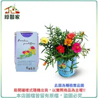 在飛比找Yahoo奇摩購物中心優惠-【綠藝家】iPlant易開罐花卉-松葉牡丹2入/組(2入優惠