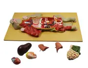 Eisco Labs Premium Model Pig Dissection Model