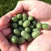 Mexican Sour Gherkin 15 Seeds Vegetable Garden Tiny Cucumber mousemelon