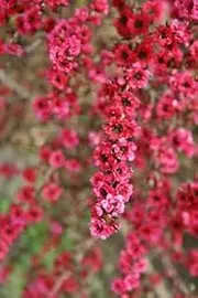 Manuka Tea Tree Seeds (Leptospermum scoparium) 200 Seeds Honey Myrtle