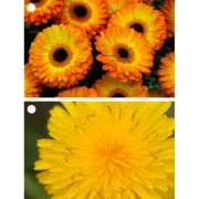 2 Beautiful Flowers - Gerbera & Hawkweed - 3D Lenticular Gift Tags Cards - NEW
