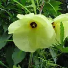 Ambrette Seed Pure CO2 Extract (Musk), Hibiscus abelmoschus, Perfume, Perfumery