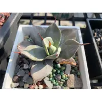 在飛比找蝦皮購物優惠-一本刺 無刺甲蟹 Agave isthmensis Ippo