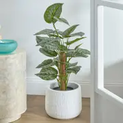 Satin Pothos Tree [MUSHSATPTS25]