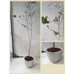 桂葉黃梅樹-水泥盆栽系列
