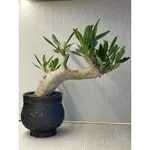 [ 原產穩根]精選 伊洛棒槌 伊羅瓶幹 PACHYPODIUM INOPINATUM /塊根/象足漆樹象牙宮鬼棲閣可參考