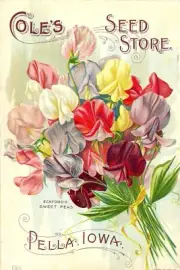 weet peas Cole's garden annual 1893 poster cool bedroom ideas
