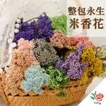 米香花 原裝包 極度花燥 永生花 整包 米花 多色 捧花 米香 乾燥花 不凋花 花材 花束 桌花 情人節