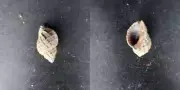 #0046 Purpura Harpa, Oahu Hawaii, 23.5mm Sea snail shell