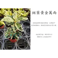 在飛比找蝦皮購物優惠-心栽花坊-斑葉黃金萬兩/3吋盆/綠化植物/室內植物/觀葉植物