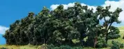 Woodland Scenics TR3581 N/HO Hedge Row 1" - 2" Train Scenery Greenery