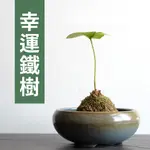 【已售出】【黑日京植物】幸運鐵樹植物苔球含盆 室內植物 辦公室植物