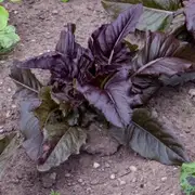 Lettuce - Leaf Deer Tongue Red seeds