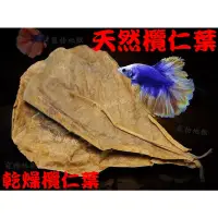 在飛比找蝦皮購物優惠-欖仁葉  天然欖仁葉  水族欖仁葉  大葉欖仁葉  欖仁樹葉