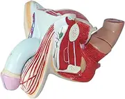 Male reproductive Model Testis Model Male Bladder Section Model