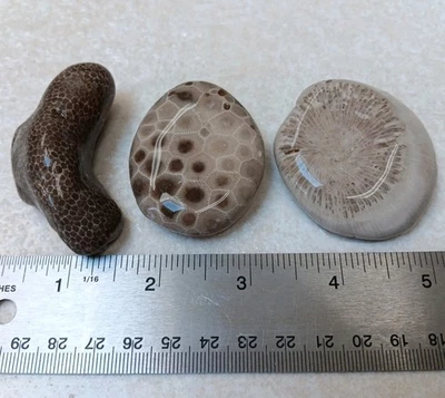 3 pc Michigan Fossil Sampler -Favosites Charlevoix Petoskey Stone -Rugosa Horn