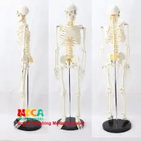 在飛比找Yahoo!奇摩拍賣優惠-85CM支柱式人體骨骼脊神經模型醫學用瑜伽健身教學習骨骼模型
