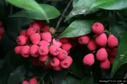 Lilly Pilly - Syzygium sp